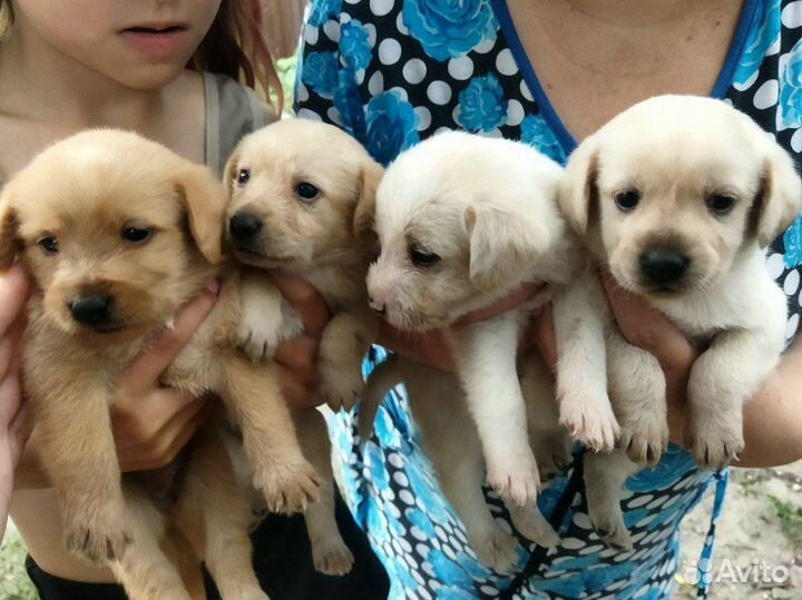 Щенки в добрые руки