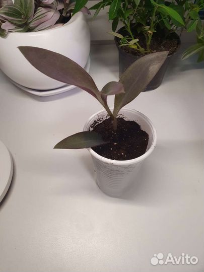 Традесканция фиолетовая Сеткреазия пурпурная