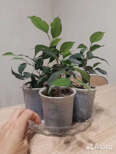 Фикус бенджамина