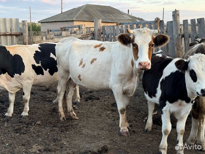 Продам оптом