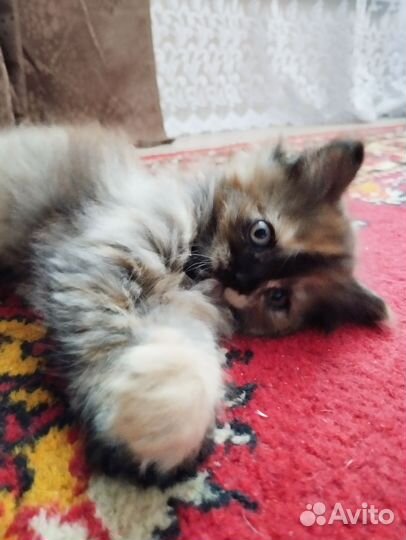 Отдаём 2 котят