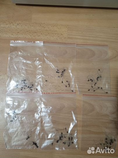 Семена клематиса 