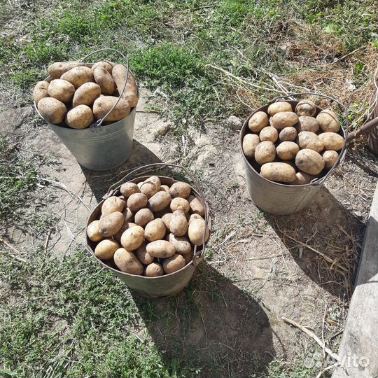 Продается картофель