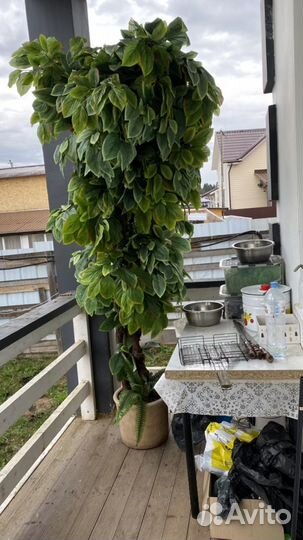 Большие цветы