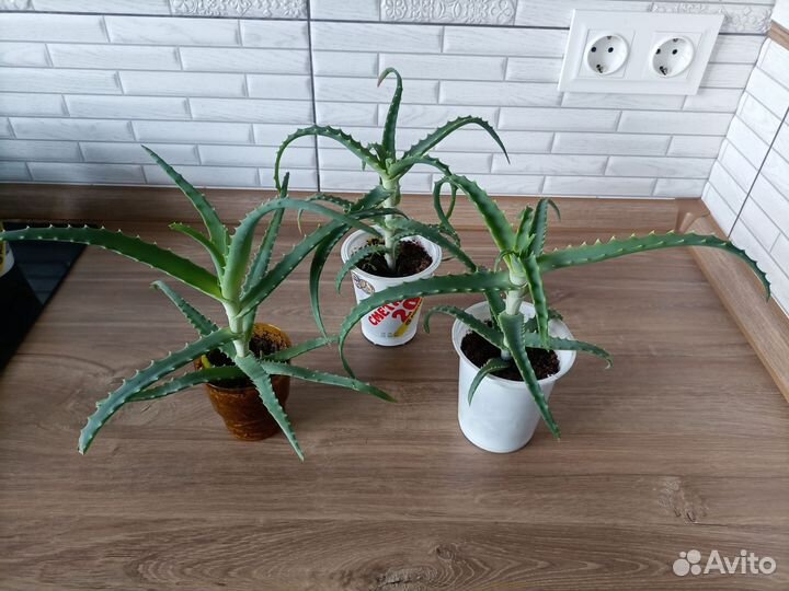 Алоэ столетник