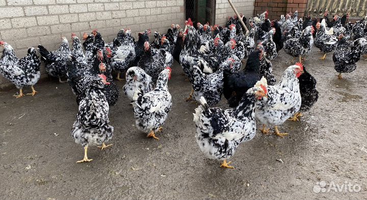 Яйцо инкубационное - Куры ливенской породы