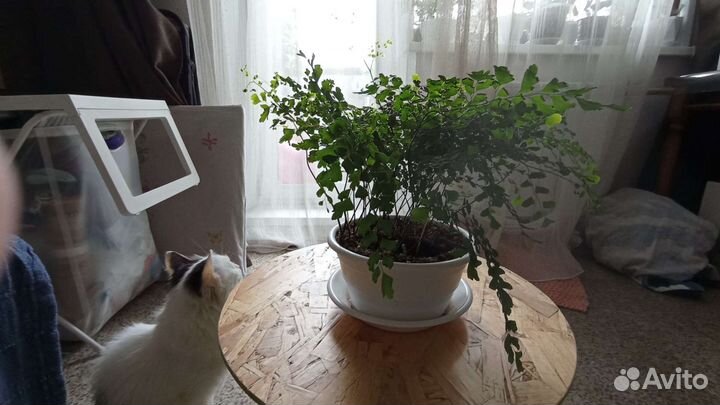 Адиантум венерин волос