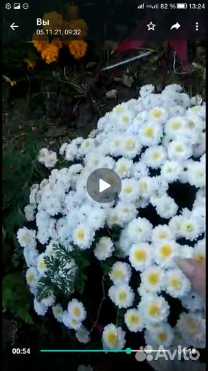 Энотера розовая