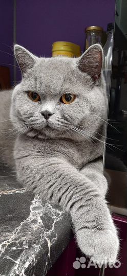 Британский котёнок
