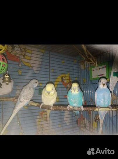 Птенцы волнистый попугай