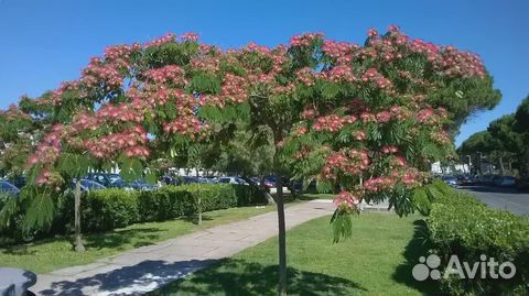 Саженцы Ленкаранской акации горшок и окс доставка