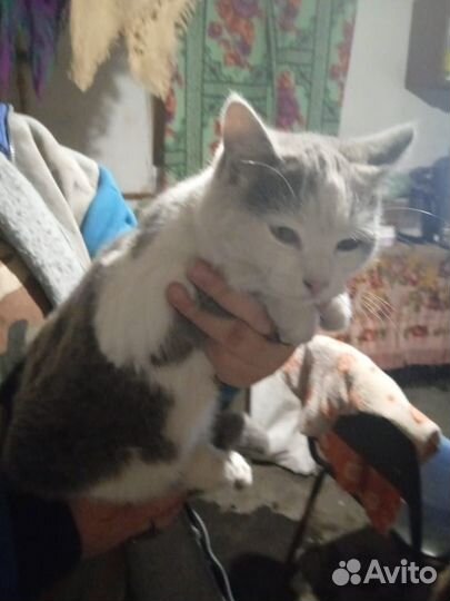 Отдам в хорошие и добрые руки