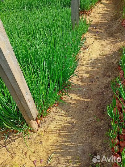 Лук зеленый перо