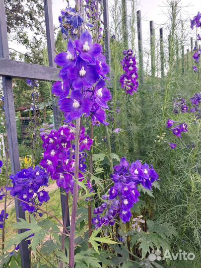 Цветы многолетники