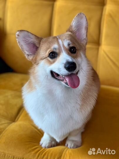 Вельш-корги пемброк вязка