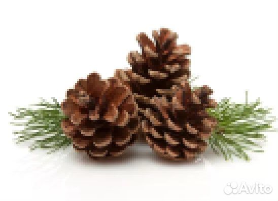 Шишки сосновые