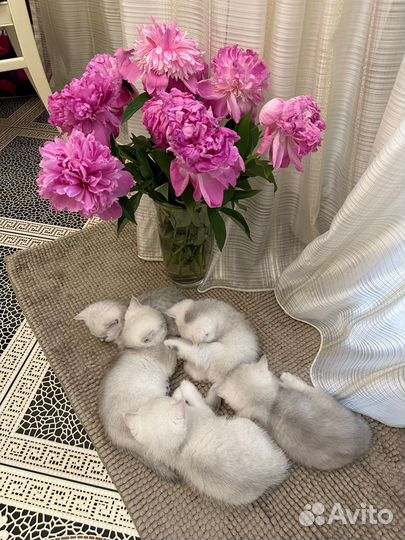 Котята Серебристая Шиншилла