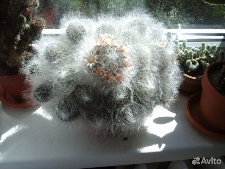 Пушистый кактус - мамиллярия бокасана