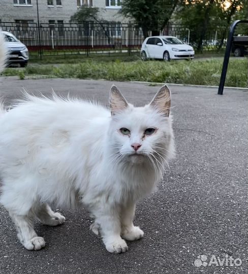 Нашлась Турецкая Ангора