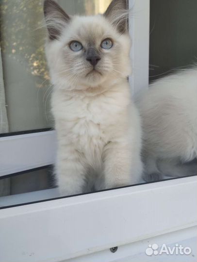 Котенок Невской маскарадной