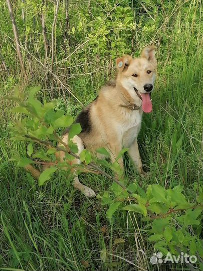 Отдам в добрые руки