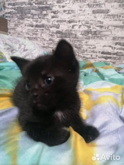 Котятки бесплатно