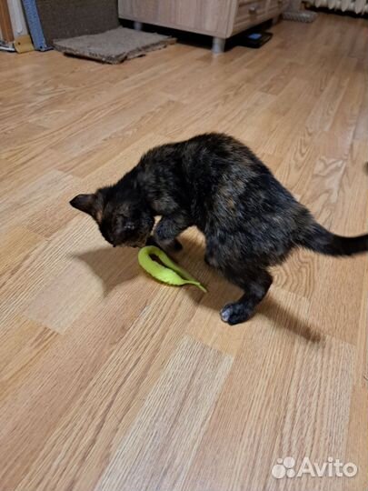 Кошка на удачу