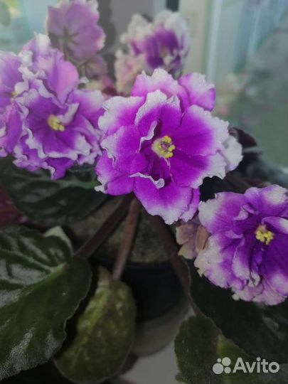 Цветы комнатные и садовые