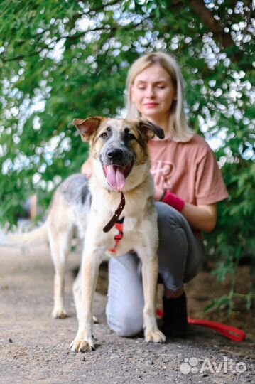 Собака в дар