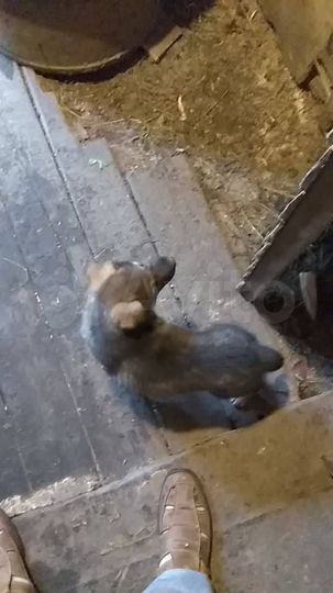 Участок 8 га (ИЖС)