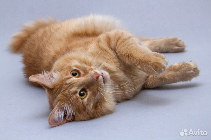 Кот Симба, прекрасный, как лев