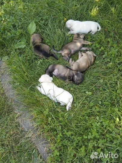 Щенки