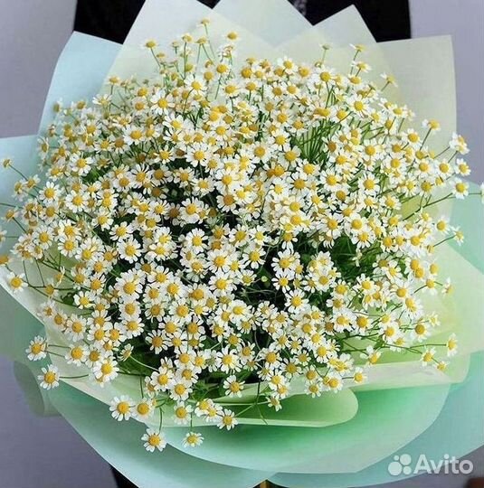 Цветы ромашки