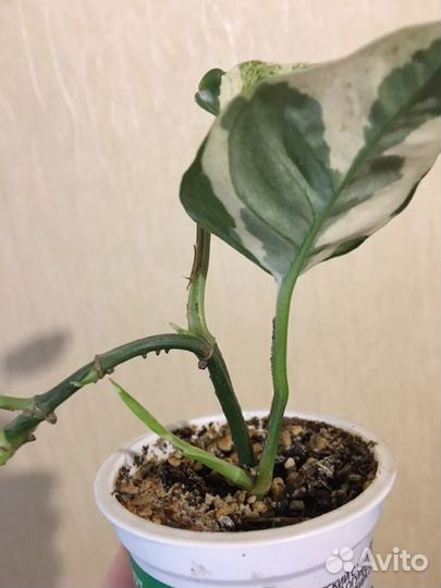 Сциндапсус н-джой