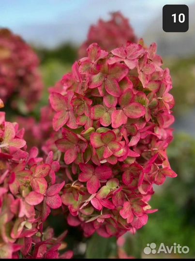 Гортензия метел.Полар Бир(Полярный медведь) и др