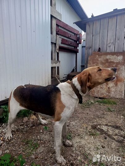 Русская пегая гончая