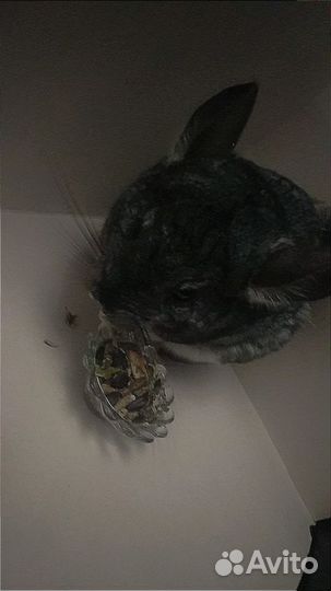 Вязка шиншиллы