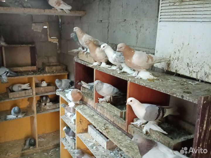 Голуби оптом