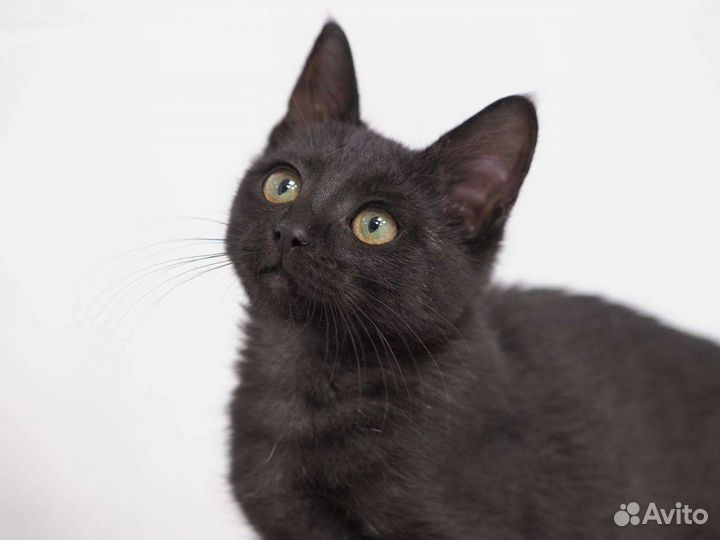 Черный котенок девочка в дар