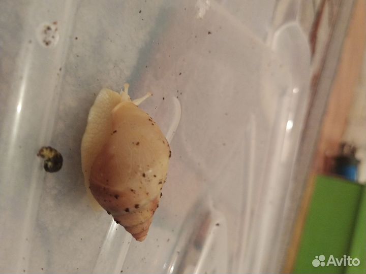 Улитки ахатины