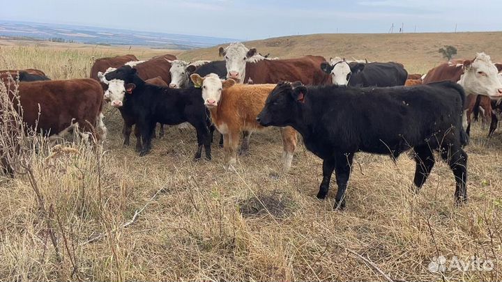 Бычки и Телки