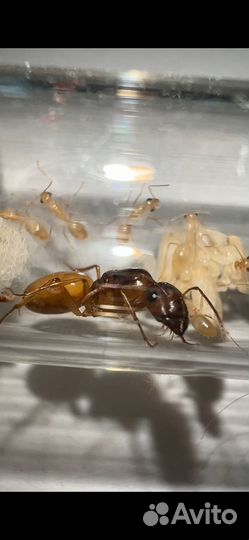 Camponotus Fedtschenkoi 1/12