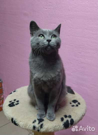 Метис британской и русской голубой