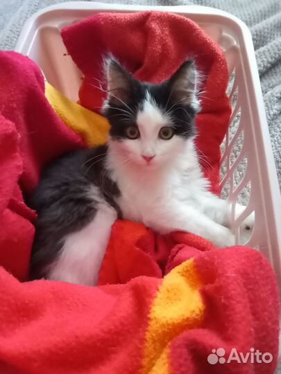 Котенок в добрые руки