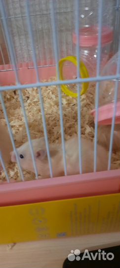 Сирийский хомяк