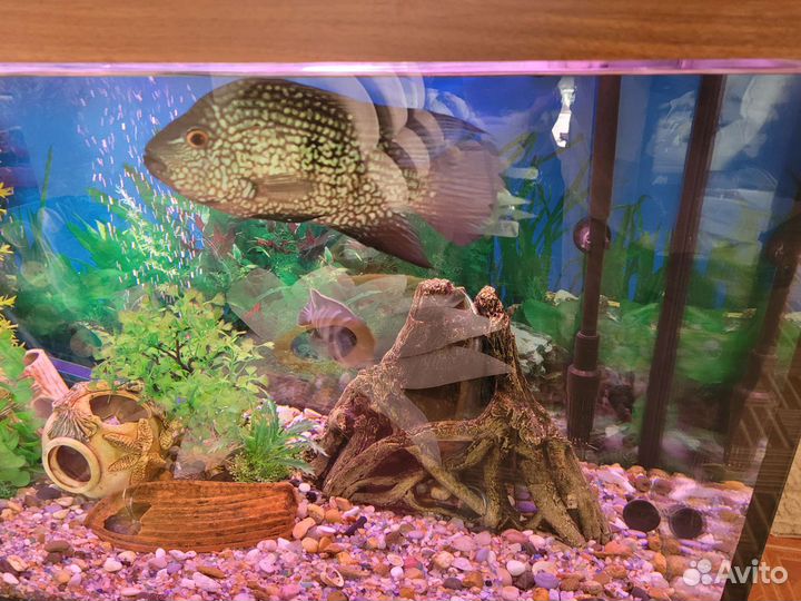 Аквариумные рыбки