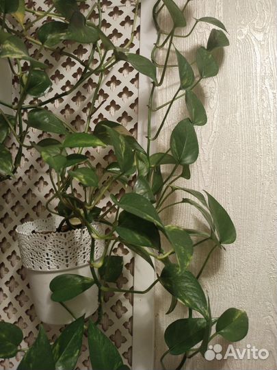 Комнатные растения