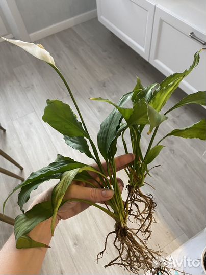 Спатифиллум