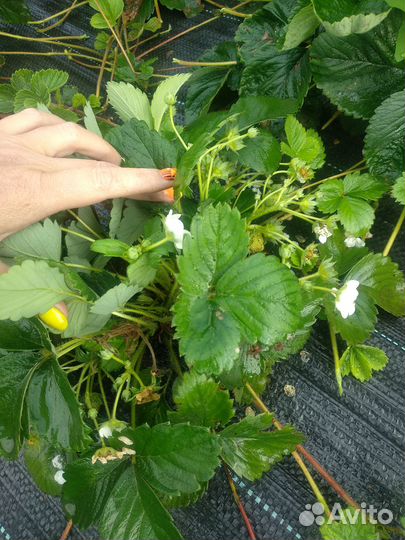 Клубника ремонтантная саженцы