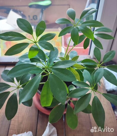 Комнатные цветы шефлера